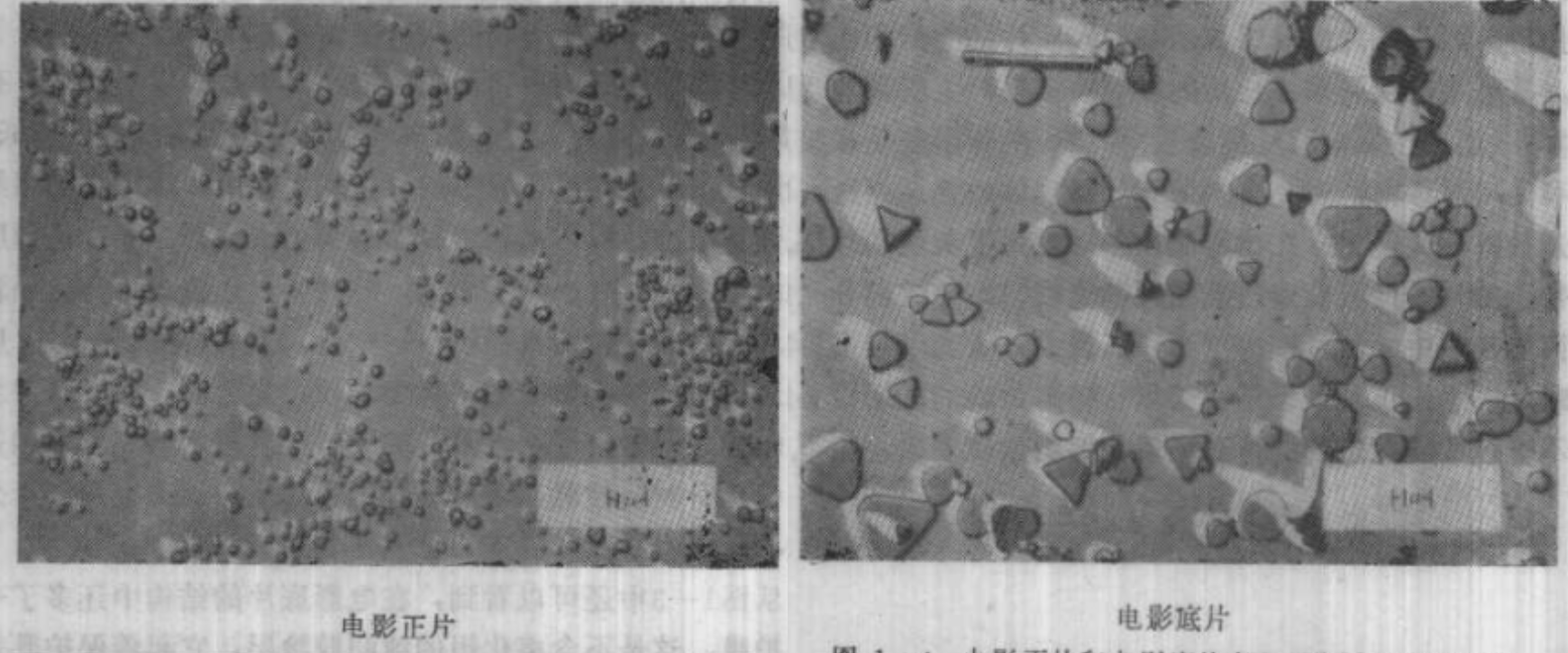电影正片和底片卤化银颗粒显微照片